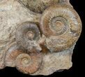 Tall Hammatoceras Ammonite Display - France #50963-2